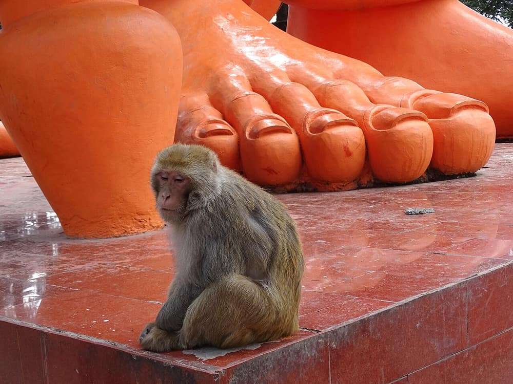 Jakhu Temple, Shimla — view 3
